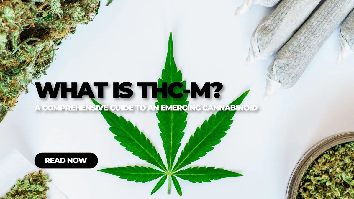 Understanding the THC-M Cannabinoid